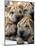 Chineses Shar-Pei Puppies are Displayed for Sale-null-Mounted Photographic Print
