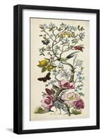 Chinoiserie Natura II-Naomi McCavitt-Framed Art Print