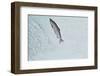 Chinook - King Salmon (Oncorhynchus Tshawytscha) Jumping at Brooks River Falls-Mark Macewen-Framed Photographic Print
