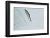 Chinook - King Salmon (Oncorhynchus Tshawytscha) Jumping at Brooks River Falls-Mark Macewen-Framed Photographic Print