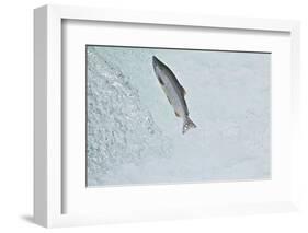 Chinook - King Salmon (Oncorhynchus Tshawytscha) Jumping at Brooks River Falls-Mark Macewen-Framed Photographic Print