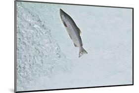 Chinook - King Salmon (Oncorhynchus Tshawytscha) Jumping at Brooks River Falls-Mark Macewen-Mounted Photographic Print