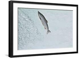 Chinook - King Salmon (Oncorhynchus Tshawytscha) Jumping at Brooks River Falls-Mark Macewen-Framed Photographic Print