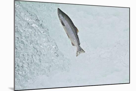 Chinook - King Salmon (Oncorhynchus Tshawytscha) Jumping at Brooks River Falls-Mark Macewen-Mounted Photographic Print