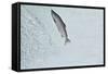 Chinook - King Salmon (Oncorhynchus Tshawytscha) Jumping at Brooks River Falls-Mark Macewen-Framed Stretched Canvas