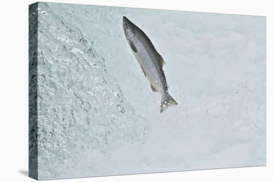 Chinook - King Salmon (Oncorhynchus Tshawytscha) Jumping at Brooks River Falls-Mark Macewen-Stretched Canvas