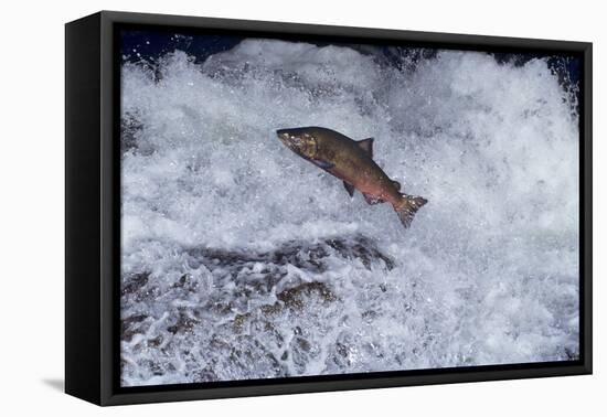 Chinook Salmon Leaping Falls During Migration-null-Framed Stretched Canvas