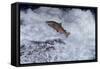 Chinook Salmon Leaping Falls During Migration-null-Framed Stretched Canvas