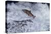 Chinook Salmon Leaping Falls During Migration-null-Stretched Canvas