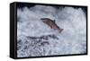 Chinook Salmon Leaping Falls During Migration-null-Framed Stretched Canvas