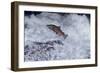 Chinook Salmon Leaping Falls During Migration-null-Framed Photographic Print