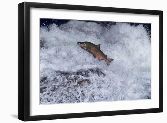 Chinook Salmon Leaping Falls During Migration-null-Framed Photographic Print