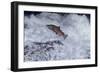 Chinook Salmon Leaping Falls During Migration-null-Framed Photographic Print