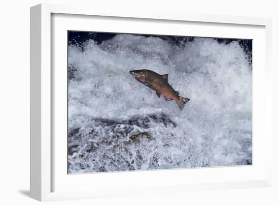 Chinook Salmon Leaping Falls During Migration-null-Framed Photographic Print