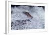 Chinook Salmon Leaping Falls During Migration-null-Framed Photographic Print