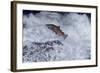 Chinook Salmon Leaping Falls During Migration-null-Framed Photographic Print