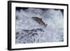 Chinook Salmon Leaping Falls During Migration-null-Framed Photographic Print