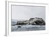 Chinstrap Breeding Colony at Point Wild, Elephant Island, South Shetland Islands, Antarctica-Michael Nolan-Framed Photographic Print