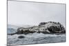 Chinstrap Breeding Colony at Point Wild, Elephant Island, South Shetland Islands, Antarctica-Michael Nolan-Mounted Photographic Print