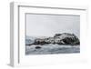 Chinstrap Breeding Colony at Point Wild, Elephant Island, South Shetland Islands, Antarctica-Michael Nolan-Framed Photographic Print