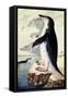 Chinstrap or Bearded Penguin, Pygoscelis Antarctica-George Forster-Framed Stretched Canvas