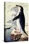 Chinstrap or Bearded Penguin, Pygoscelis Antarctica-George Forster-Stretched Canvas