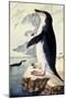 Chinstrap or Bearded Penguin, Pygoscelis Antarctica-George Forster-Mounted Giclee Print