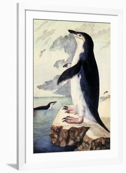 Chinstrap or Bearded Penguin, Pygoscelis Antarctica-George Forster-Framed Giclee Print