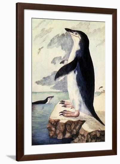 Chinstrap or Bearded Penguin, Pygoscelis Antarctica-George Forster-Framed Giclee Print