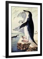 Chinstrap or Bearded Penguin, Pygoscelis Antarctica-George Forster-Framed Giclee Print