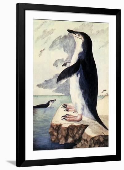 Chinstrap or Bearded Penguin, Pygoscelis Antarctica-George Forster-Framed Giclee Print