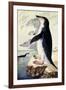 Chinstrap or Bearded Penguin, Pygoscelis Antarctica-George Forster-Framed Giclee Print