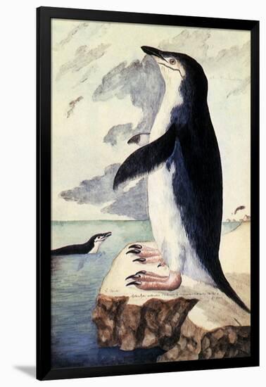 Chinstrap or Bearded Penguin, Pygoscelis Antarctica-George Forster-Framed Giclee Print