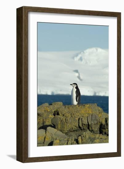 Chinstrap Penguin, Aitcho Island, Antarctica-Natalie Tepper-Framed Photo