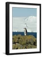 Chinstrap Penguin, Aitcho Island, Antarctica-Natalie Tepper-Framed Photo