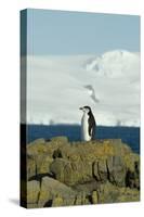 Chinstrap Penguin, Aitcho Island, Antarctica-Natalie Tepper-Stretched Canvas