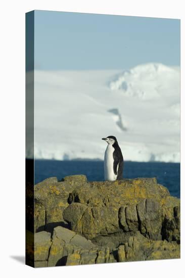 Chinstrap Penguin, Aitcho Island, Antarctica-Natalie Tepper-Stretched Canvas