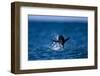 Chinstrap Penguin, Antarctica-Paul Souders-Framed Photographic Print