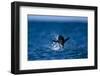 Chinstrap Penguin, Antarctica-Paul Souders-Framed Photographic Print