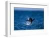 Chinstrap Penguin, Antarctica-Paul Souders-Framed Photographic Print