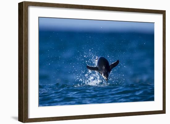 Chinstrap Penguin, Antarctica-Paul Souders-Framed Photographic Print