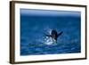 Chinstrap Penguin, Antarctica-Paul Souders-Framed Photographic Print