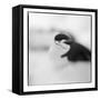 Chinstrap Penguin, Antarctica-Paul Souders-Framed Stretched Canvas