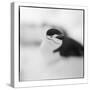 Chinstrap Penguin, Antarctica-Paul Souders-Stretched Canvas