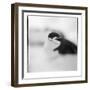 Chinstrap Penguin, Antarctica-Paul Souders-Framed Photographic Print