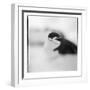 Chinstrap Penguin, Antarctica-Paul Souders-Framed Photographic Print