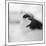 Chinstrap Penguin, Antarctica-Paul Souders-Mounted Photographic Print