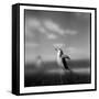 Chinstrap Penguin, Antarctica-Paul Souders-Framed Stretched Canvas