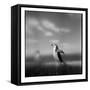 Chinstrap Penguin, Antarctica-Paul Souders-Framed Stretched Canvas