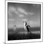 Chinstrap Penguin, Antarctica-Paul Souders-Mounted Photographic Print